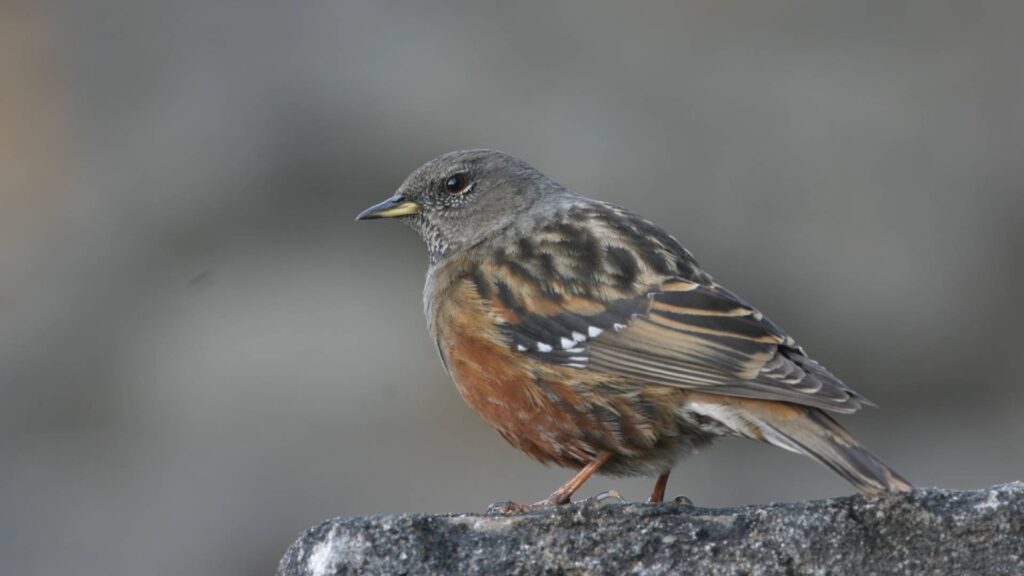 Birding