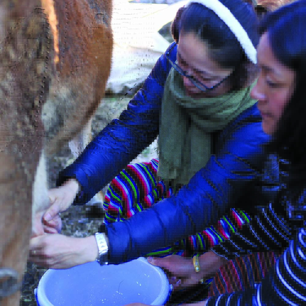 A farmhouse homestay in the Haa valley