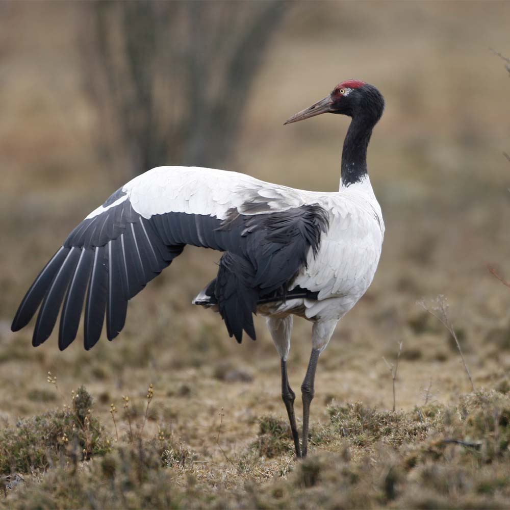 A black-necked crane on the valley floor