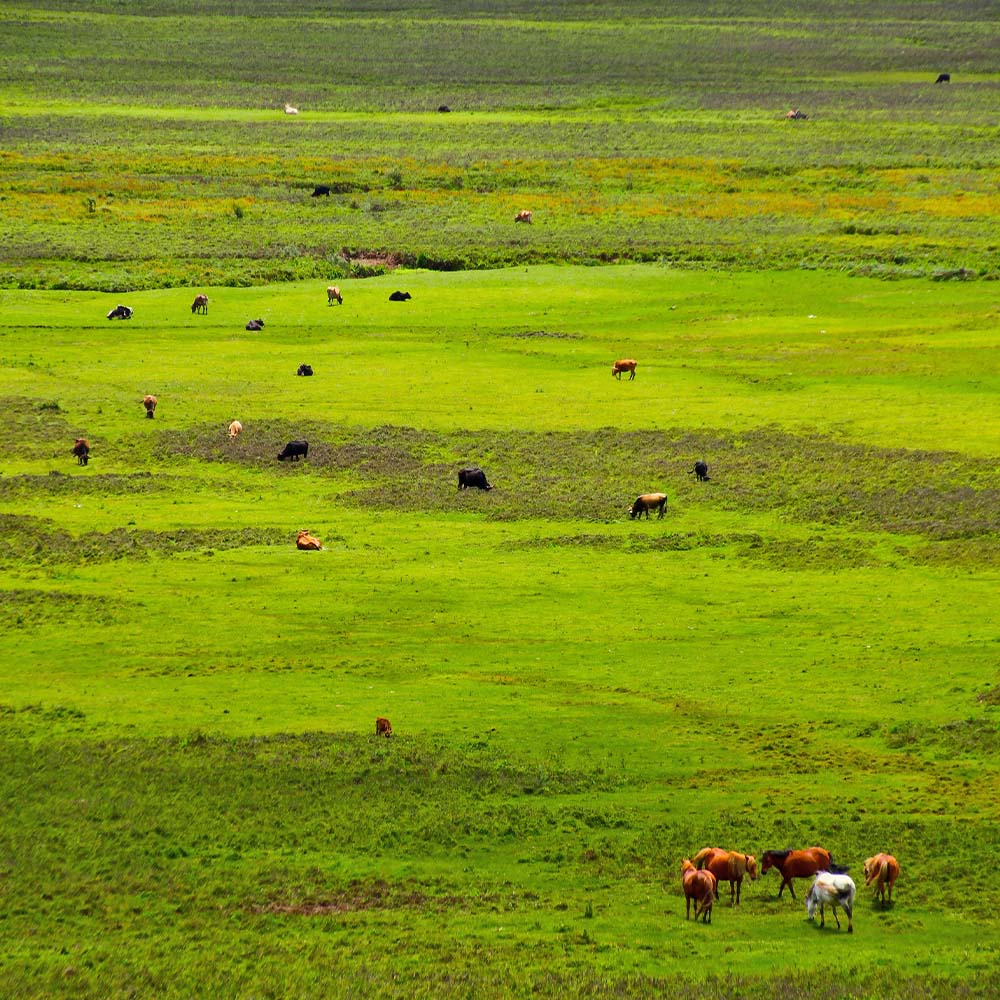 The Phobjikha valley, a glacial bowl at 3,000 m