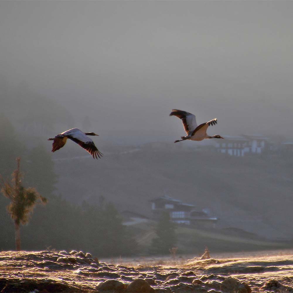 Cranes over the valley in the winter mist