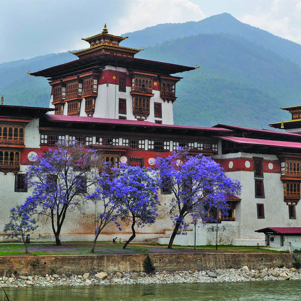 Jacaranda in flower at Punakha Dzong