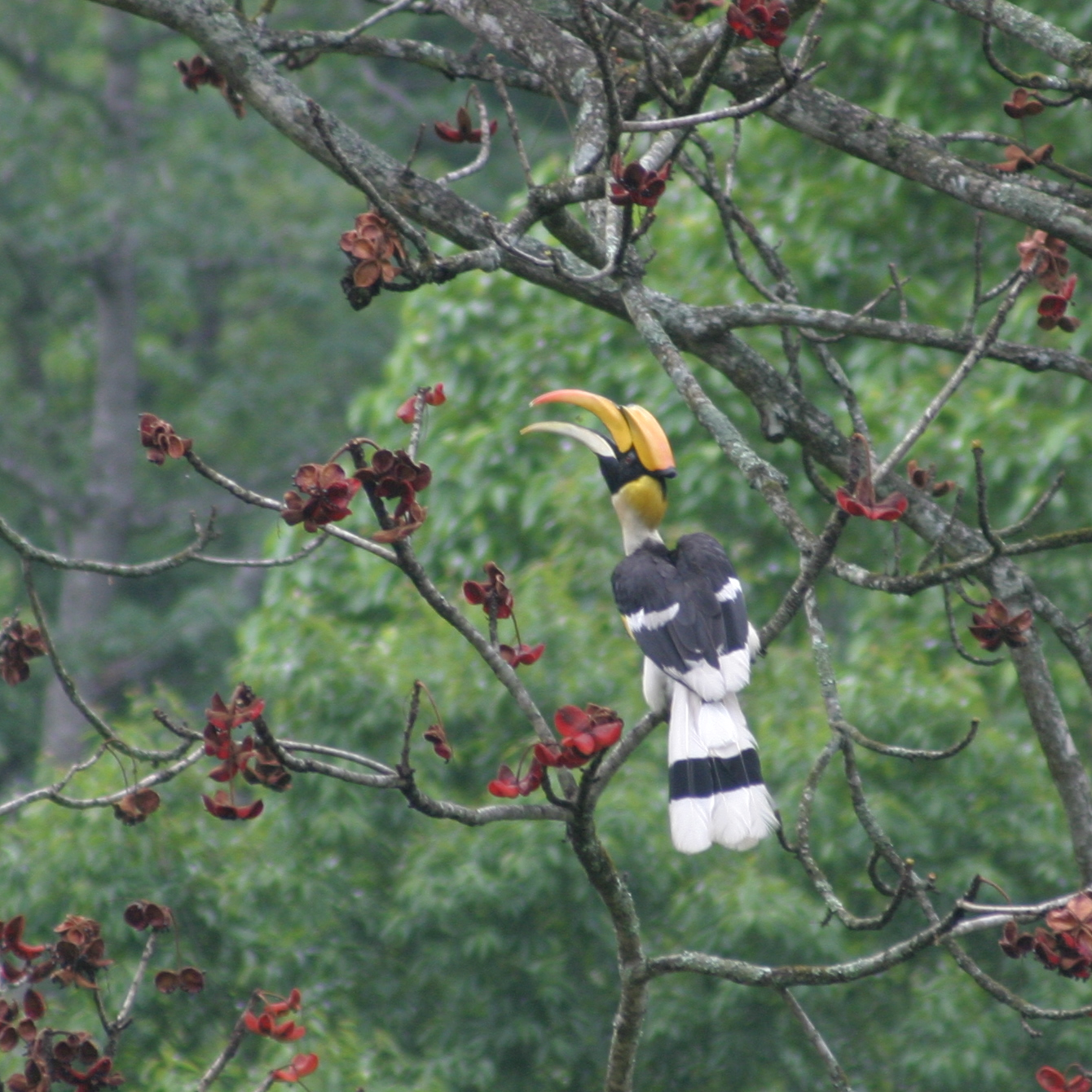 A hornbill in the subtropical forest of the south-east