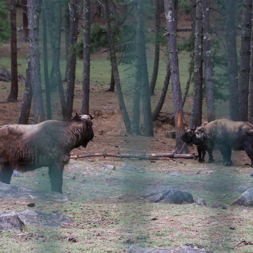 Takin, the national animal, at the Motithang preserve