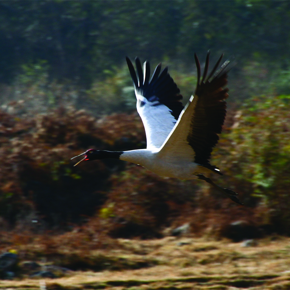 Black-necked cranes at Bomdeling