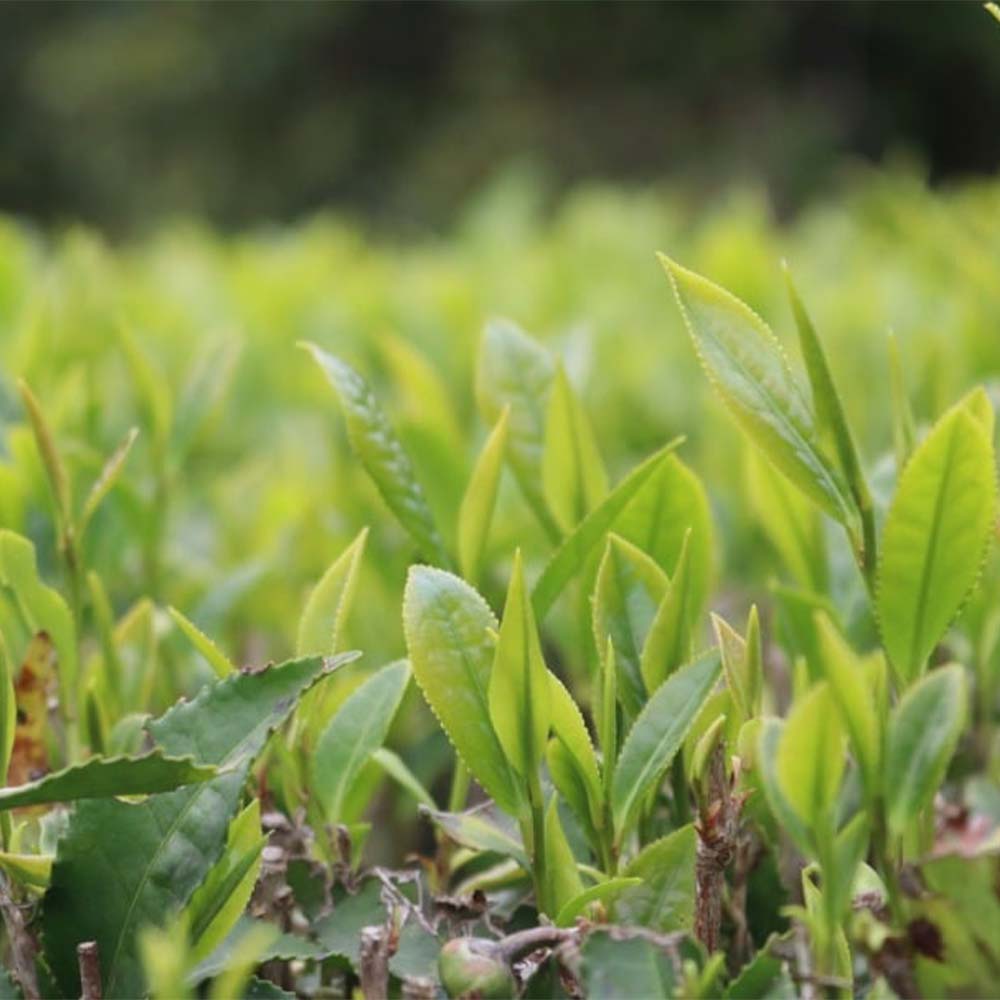 The tea garden at Trongsa