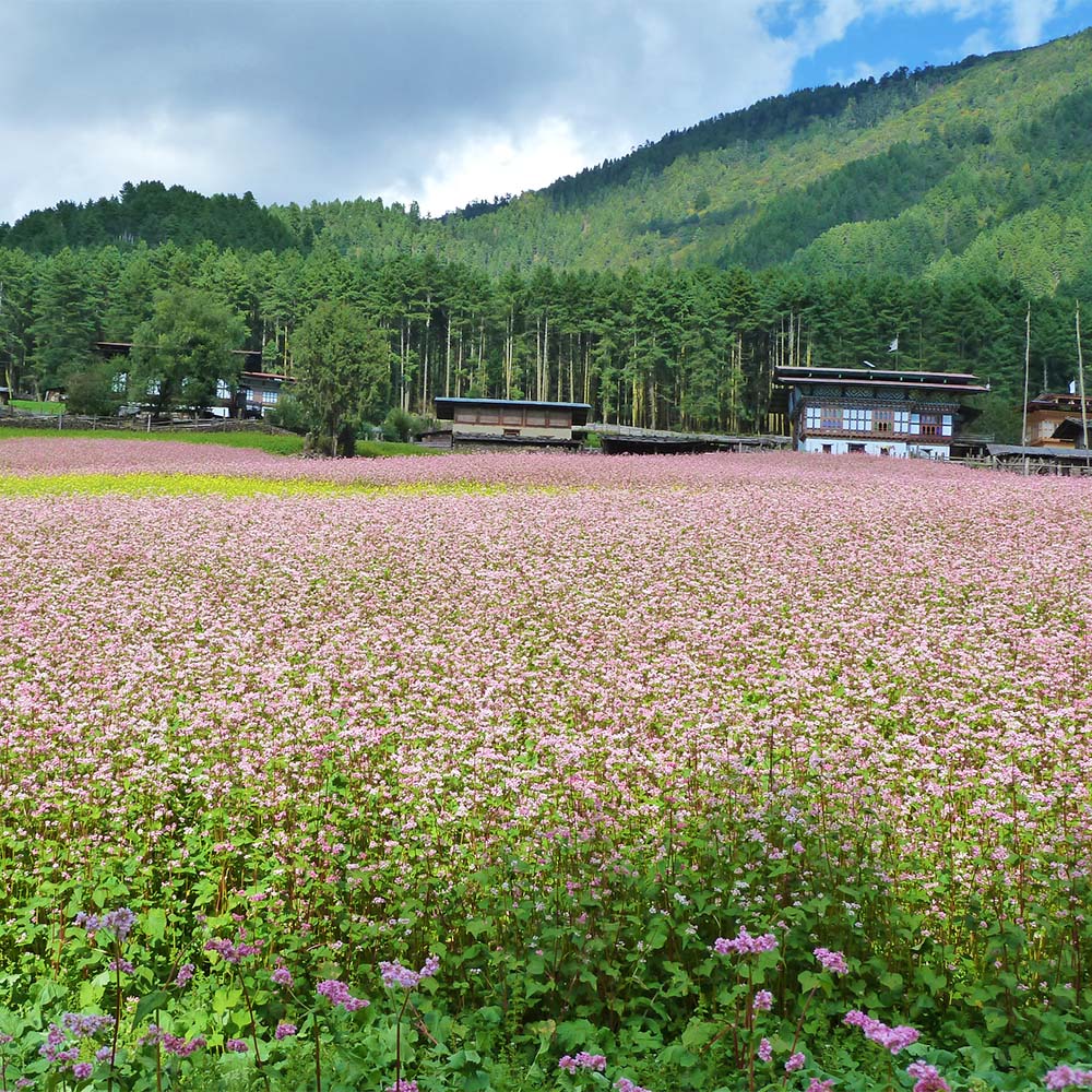 Farmhouse and buckwheat fields in the Wangdue valley