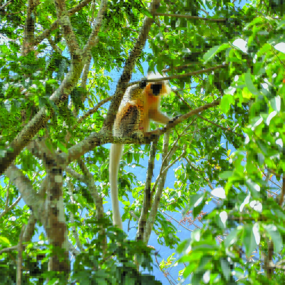 Golden langur in the forests around Panbang