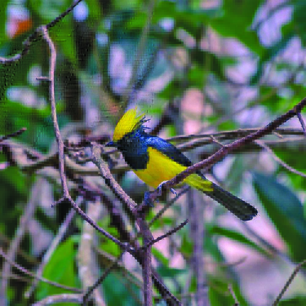 Birdlife at the Zhemgang Bird Festival