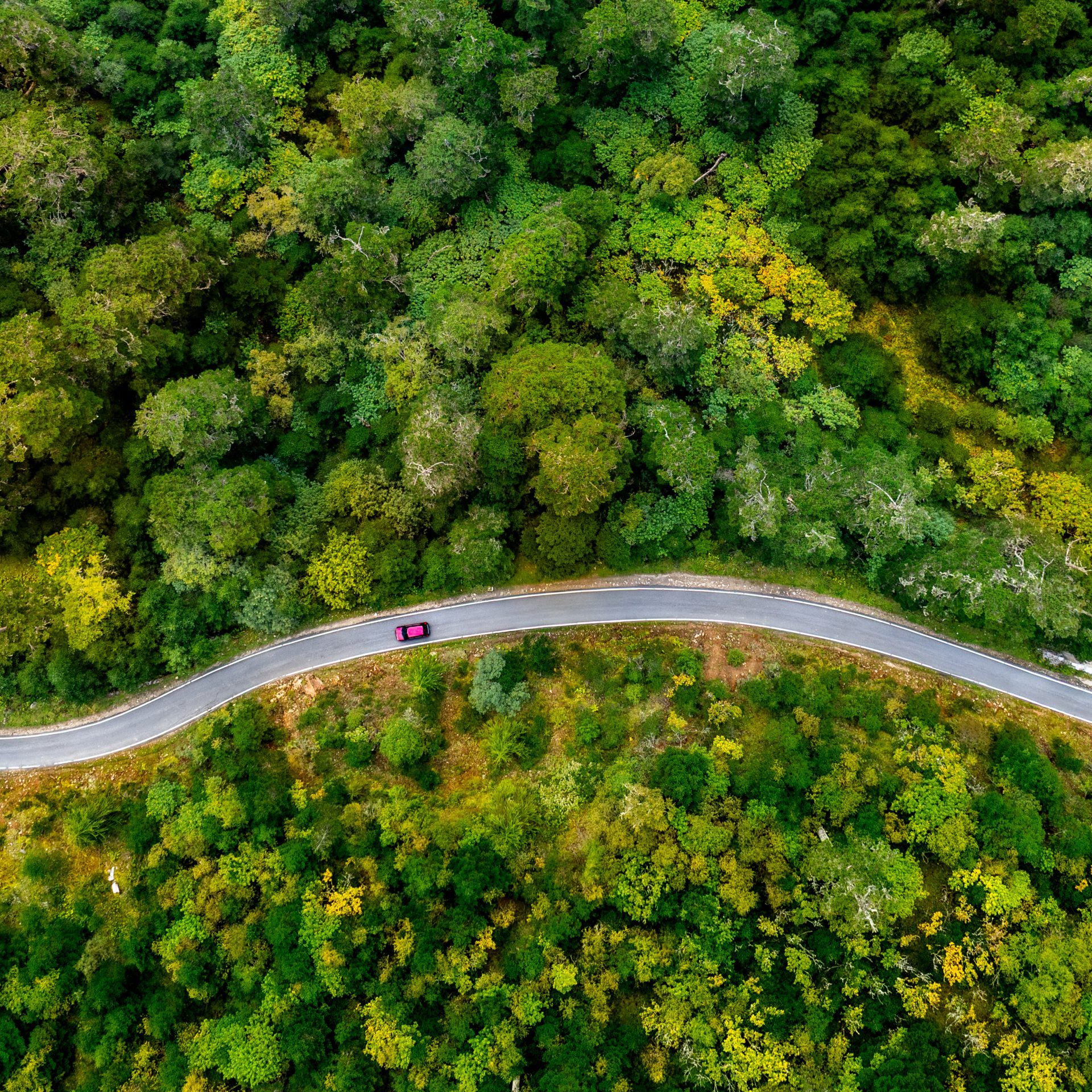 The forest road winding toward Bumthang