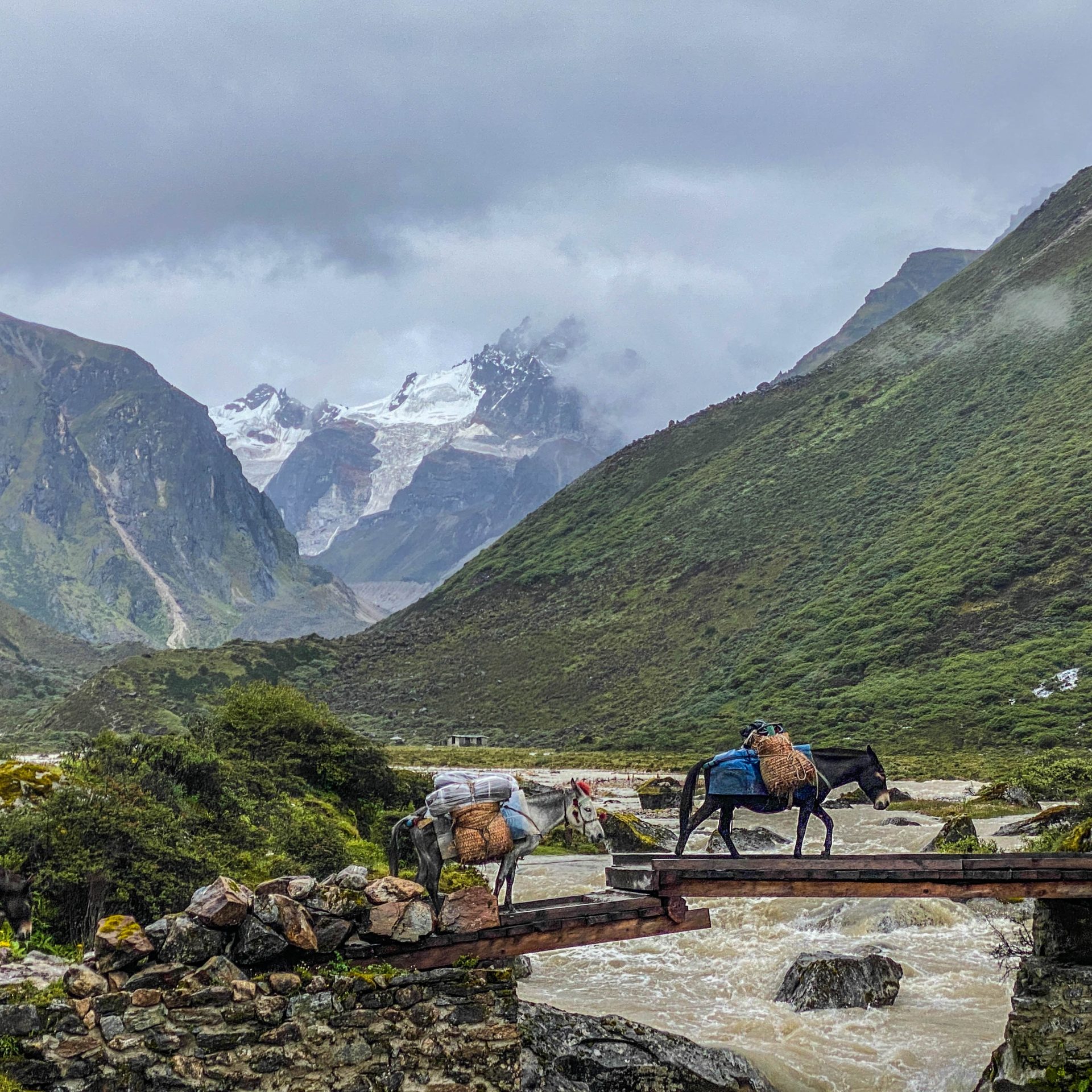 Pack horses crossing a bridge in the high valley above Laya