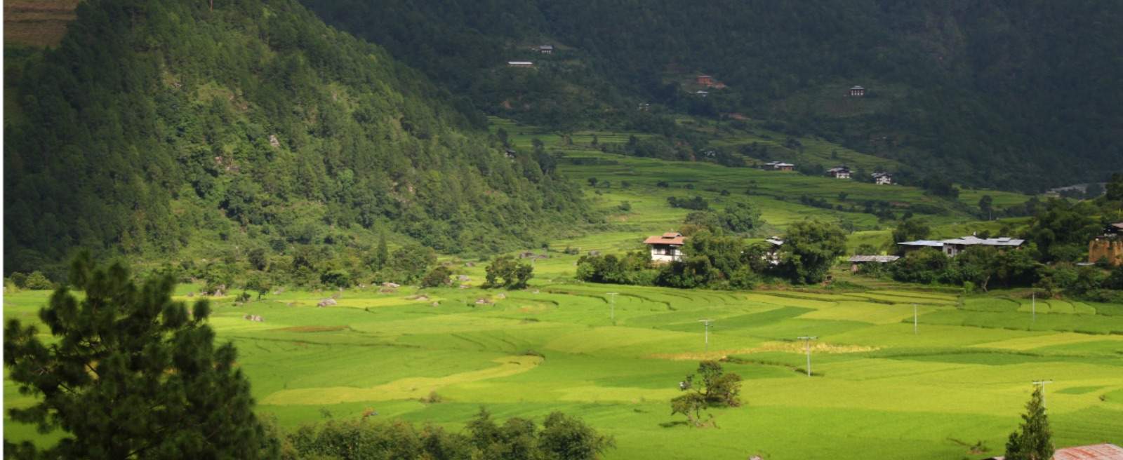 Farmers bent over the terraced paddy fields of a Bhutanese valley