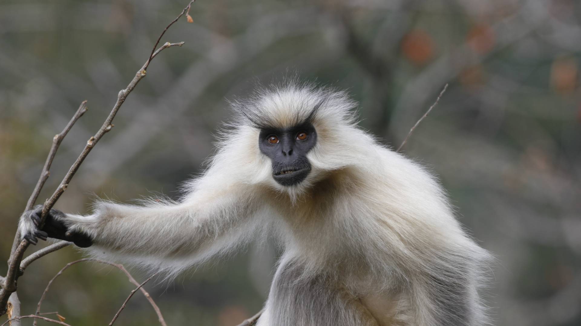 Golden langur, in the forest along the Manas boundary