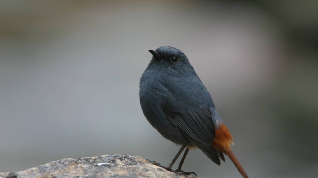 A male plumbeous water redstart