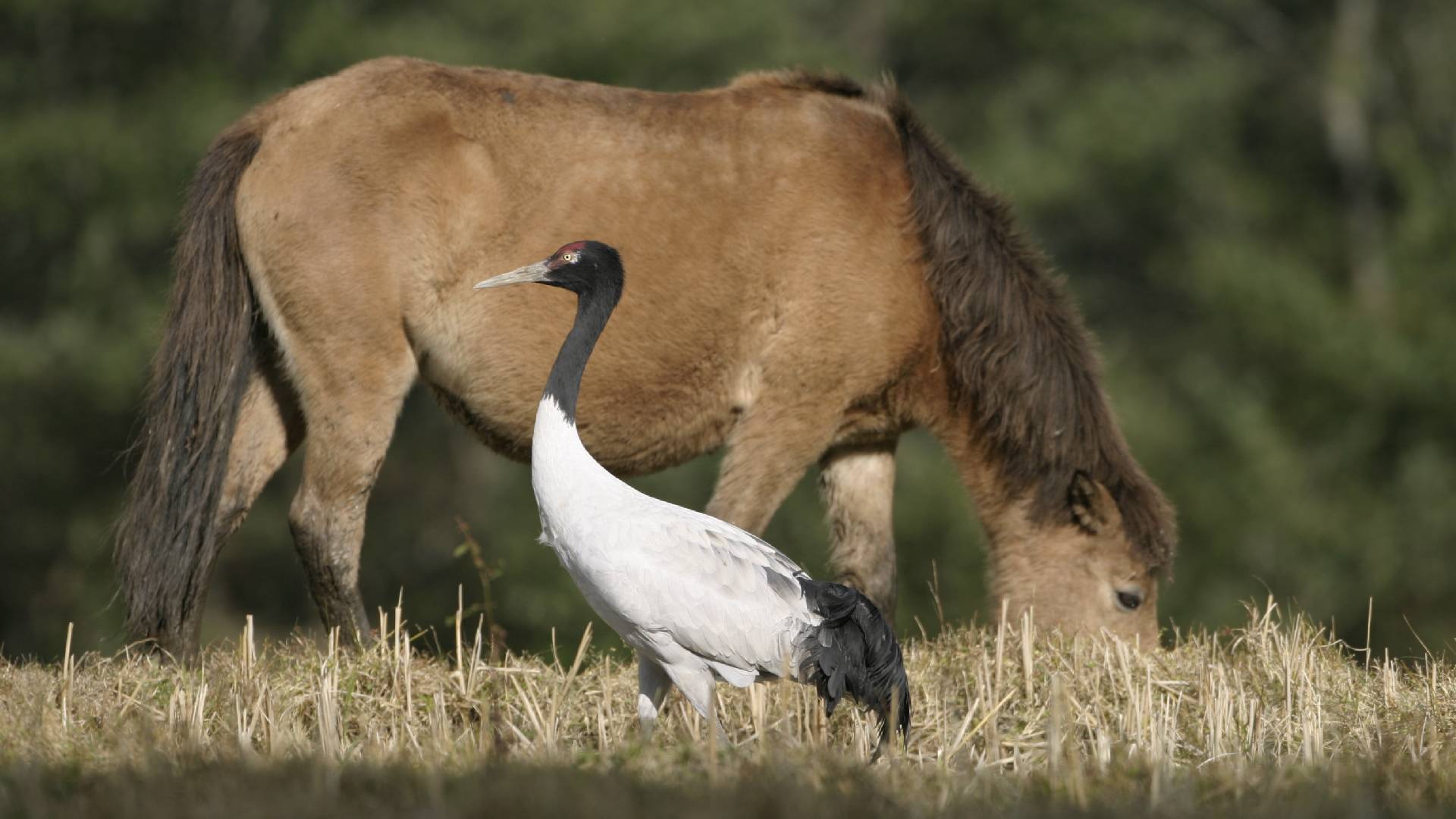 Birding in Bhutan