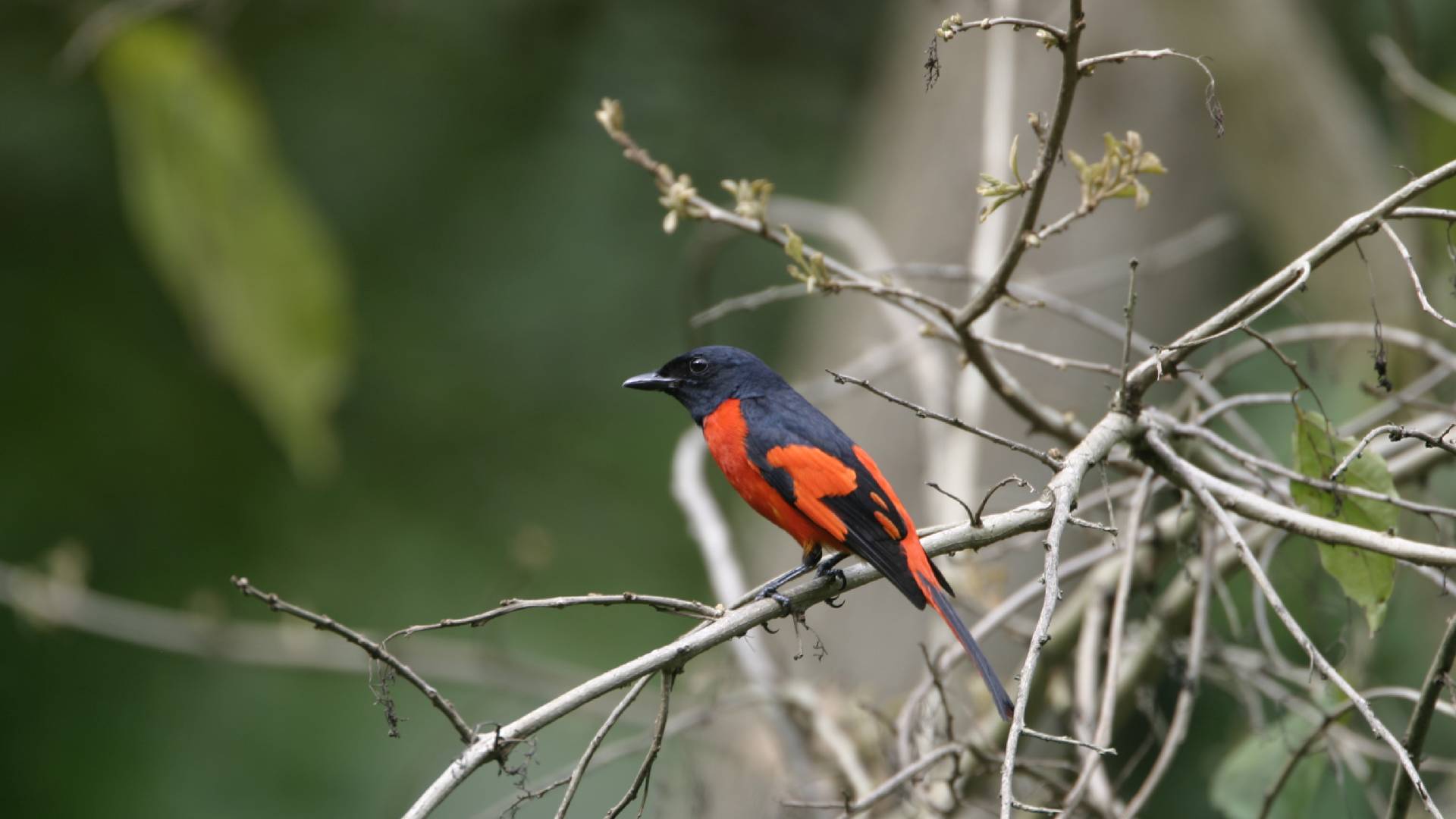 Birds of the southern foothills