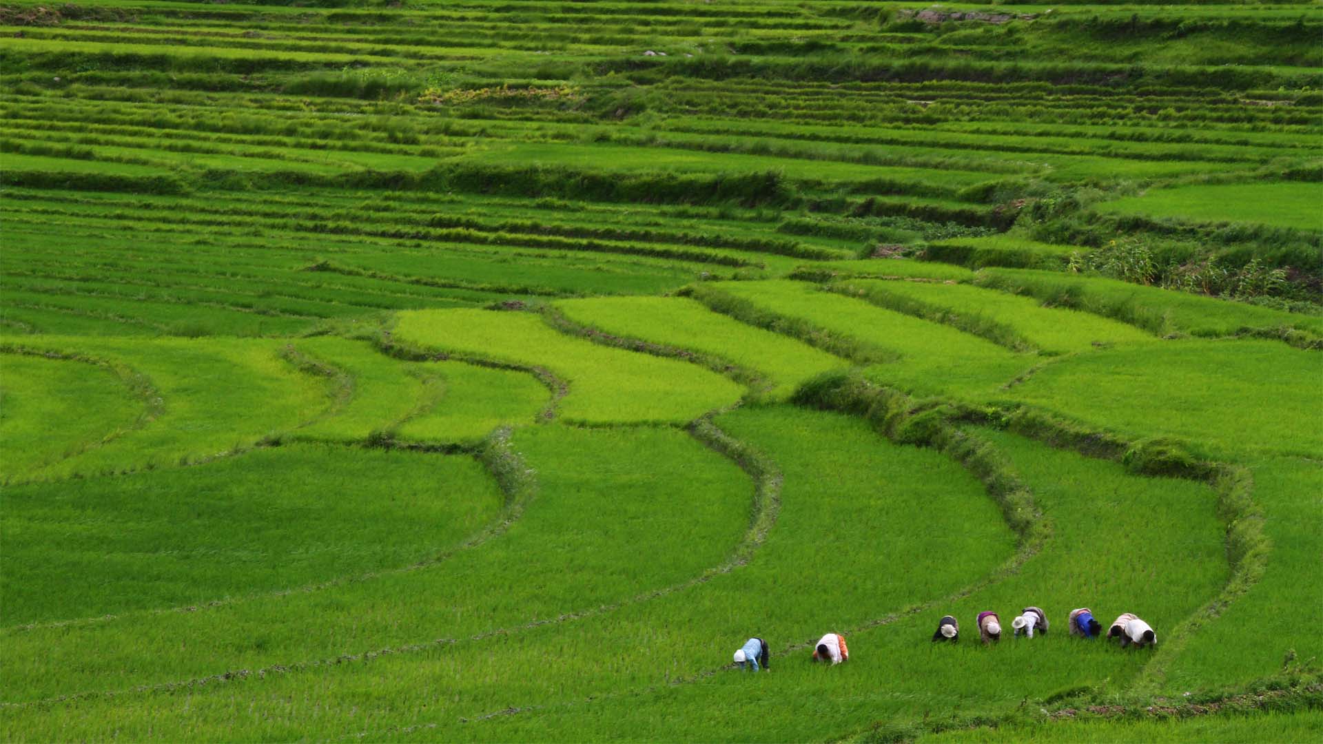 Farmers bent over the terraced paddy fields of a Bhutanese valley