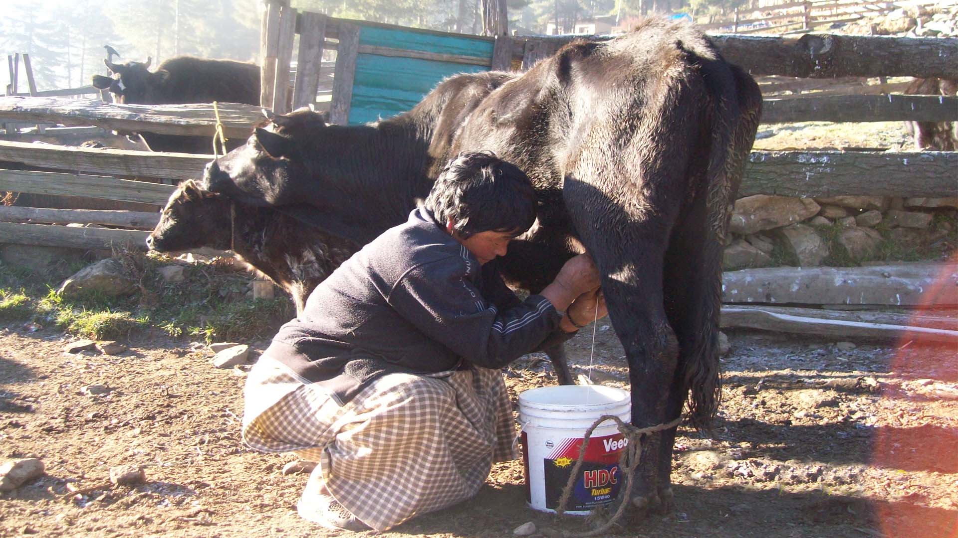 Milking a cow at a Tsirang farmhouse